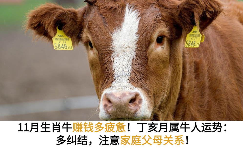 11月生肖牛赚钱多疲惫！丁亥月属牛人运势：多纠结，注意家庭父母关系！