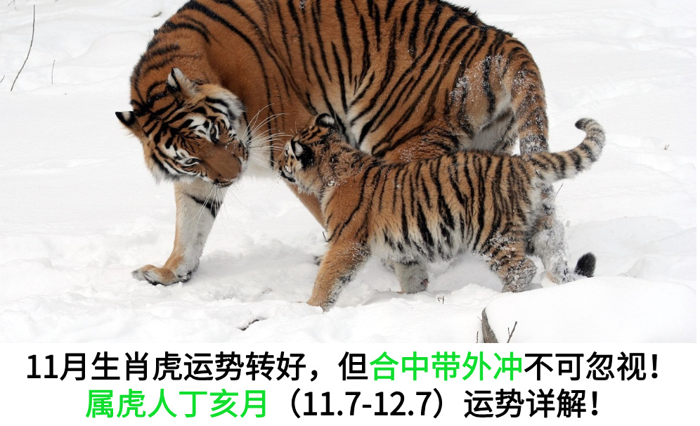 11月生肖虎运势转好，但合中带外冲不可忽视！属虎人丁亥月（11.7-12.7）运势详解！
