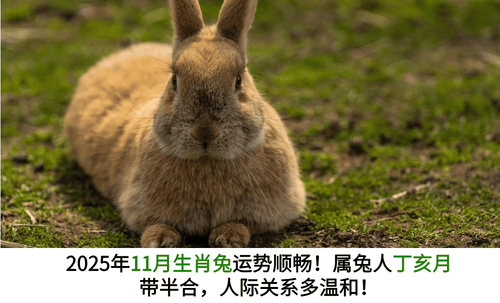 2025年11月生肖兔运势顺畅！属兔人丁亥月带半合，人际关系多温和！