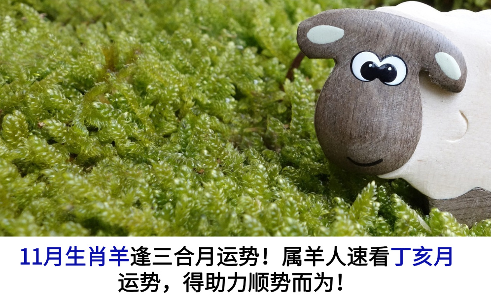 11月生肖羊逢三合月运势！属羊人速看丁亥月运势，得助力顺势而为！
