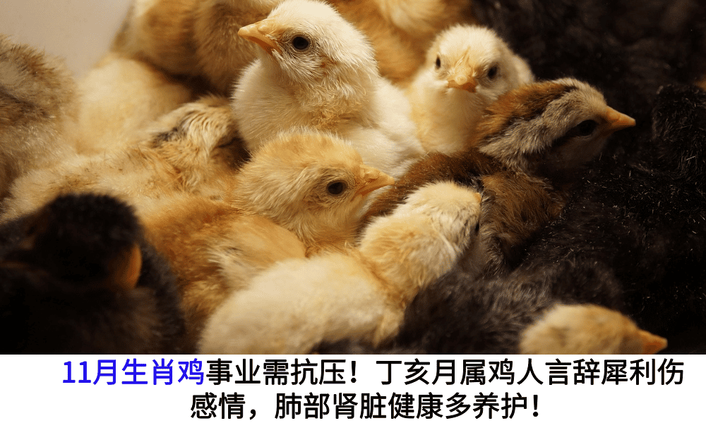 11月生肖鸡事业需抗压！丁亥月属鸡人言辞犀利伤感情，肺部肾脏健康多养护！