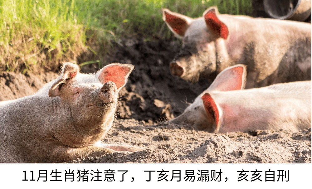 11月生肖猪注意了,丁亥月易漏财,本月亥亥自刑