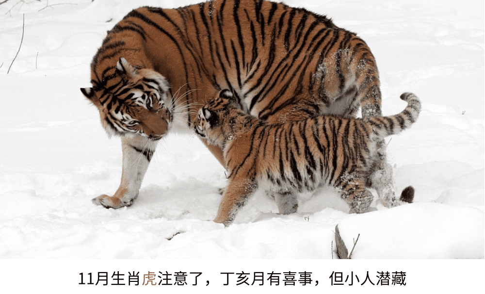 11月生肖虎注意了,丁亥月有喜事,但小人潜藏