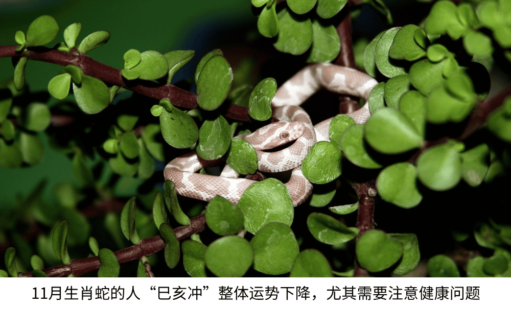 11月生肖蛇的人“巳亥冲”整体运势下降,尤其需要注意健康问题