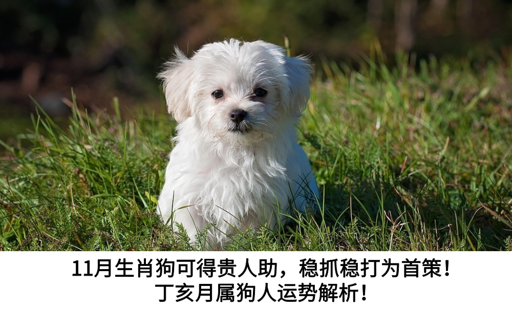 11月生肖狗可得贵人助，稳抓稳打为首策！丁亥月属狗人运势解析！