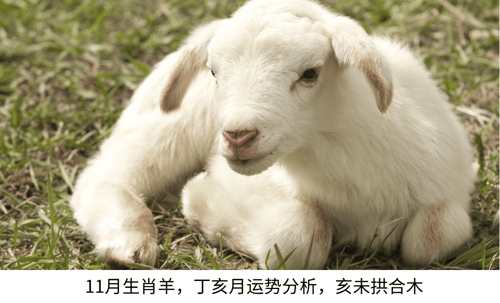 11月生肖羊，丁亥月运势分析，亥未拱合木