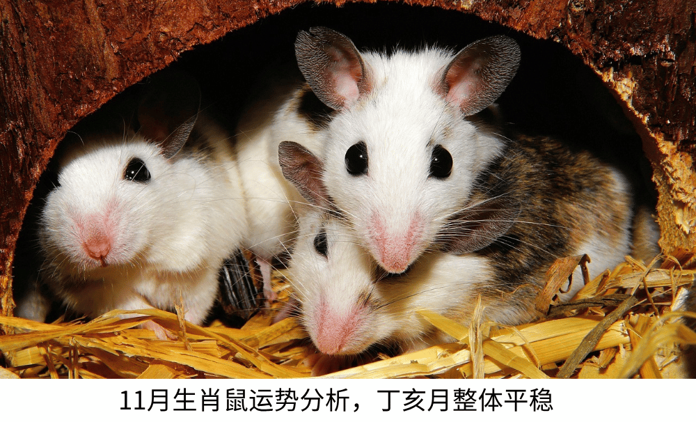 11月生肖鼠运势分析,丁亥月整体运势平稳