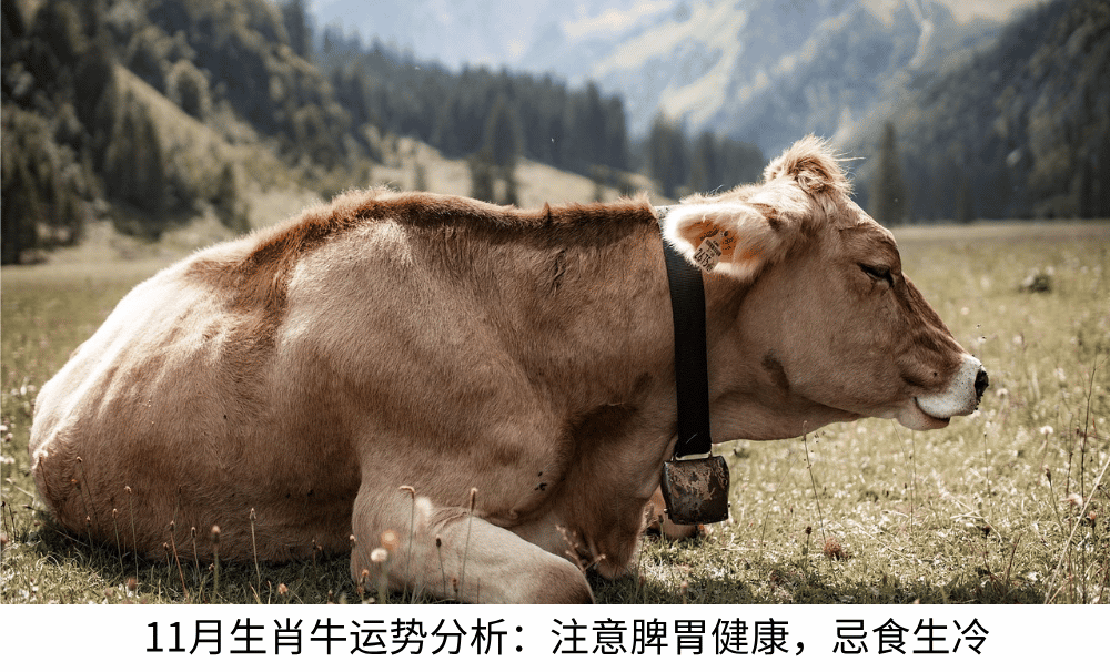 11月生肖牛运势:丁亥月注意脾胃健康,忌食生冷