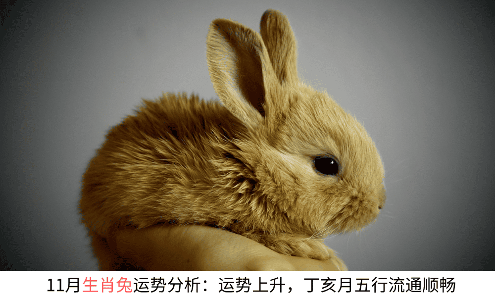 11月生肖兔运势分析:丁亥月五行流通顺畅,运势上升