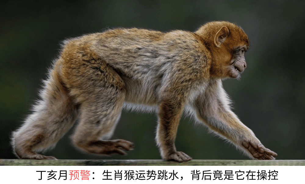 丁亥月预警:生肖猴运势跳水,警惕乐极生悲