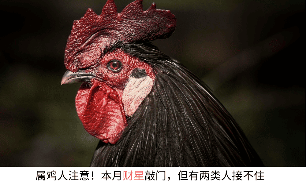 属鸡人注意!本月财星敲门,但有竞争者出现