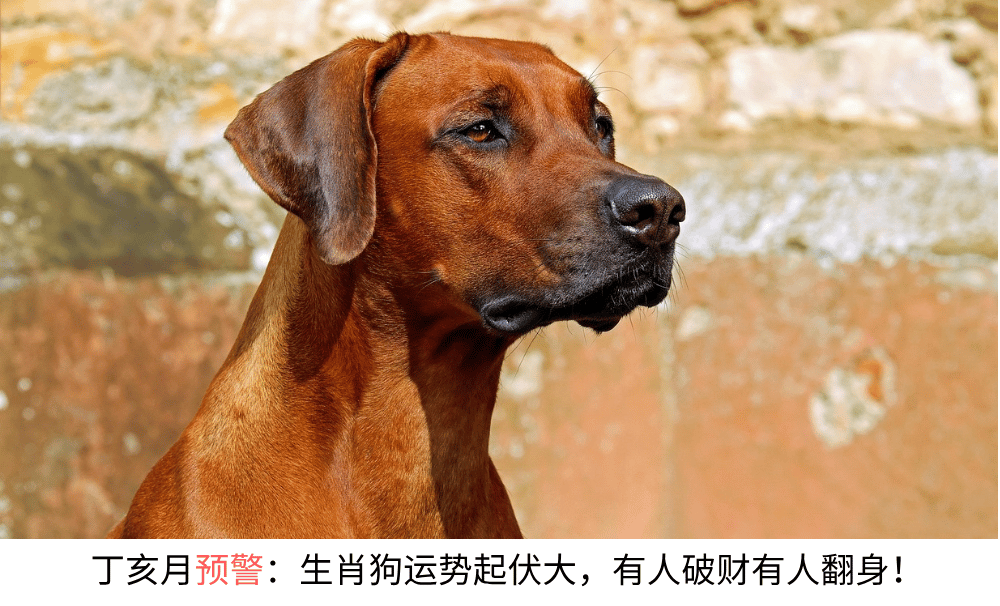 丁亥月预警:生肖狗运势起伏大,有人破财有人翻身!