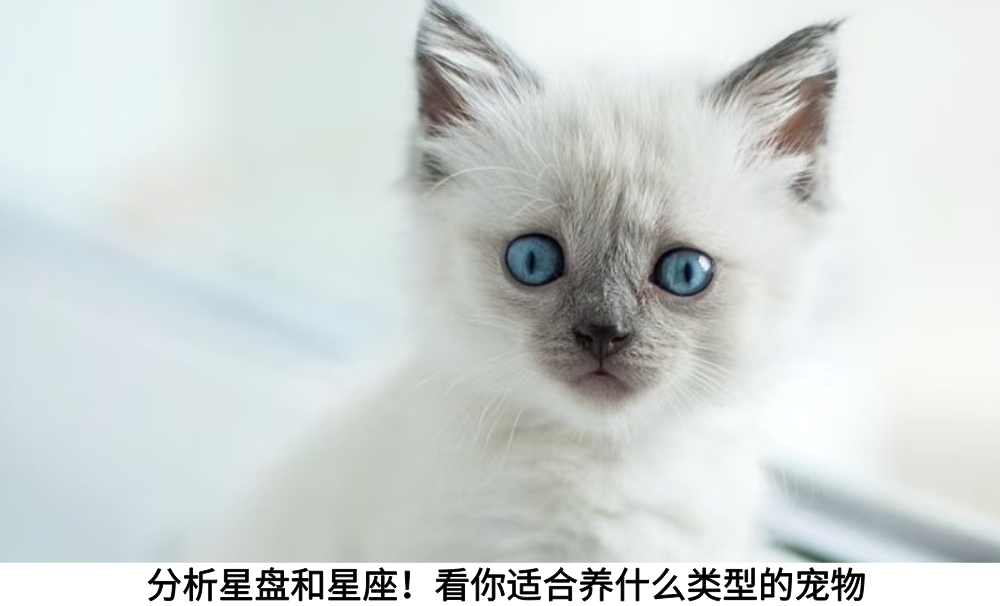 分析星盘和星座！看你适合养什么类型的宠物