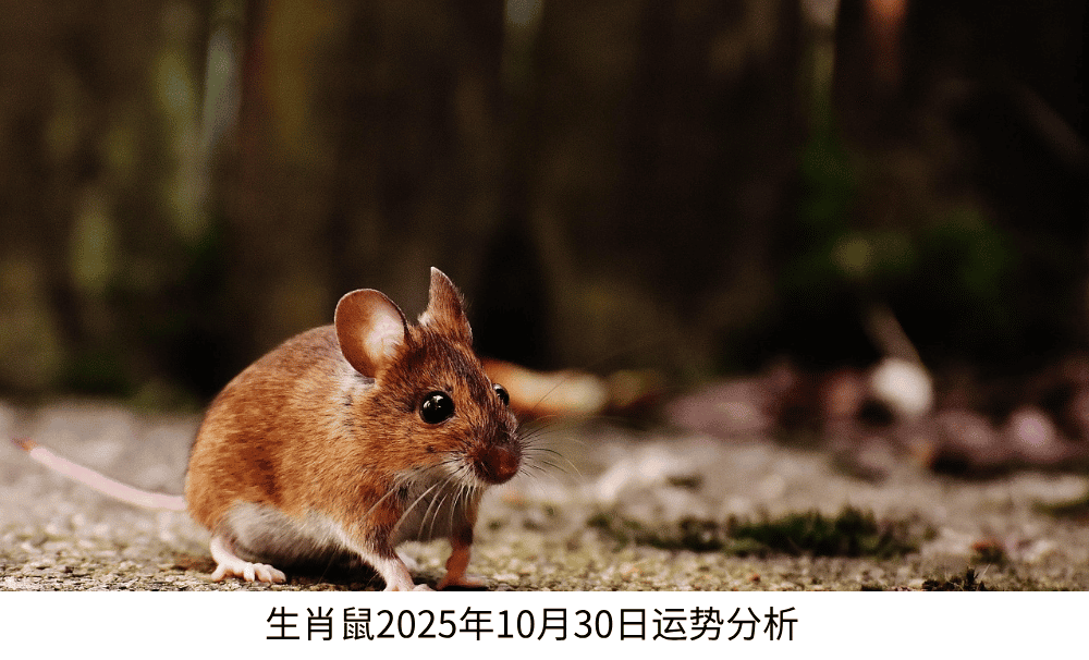 生肖鼠2025年10月30日运势分析