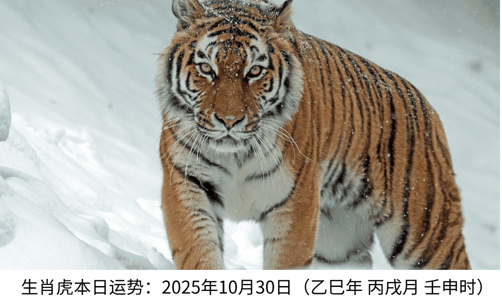 生肖虎本日运势：2025年10月30日（乙巳年丙戌月壬申日）