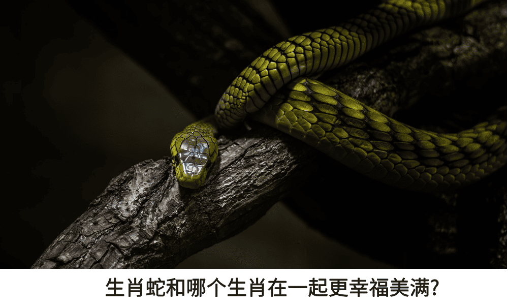 生肖蛇和哪个生肖在一起更幸福美满?