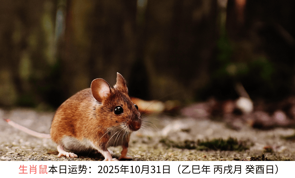 生肖鼠本日运势：2025年10月31日（乙巳年丙戌月癸酉日）