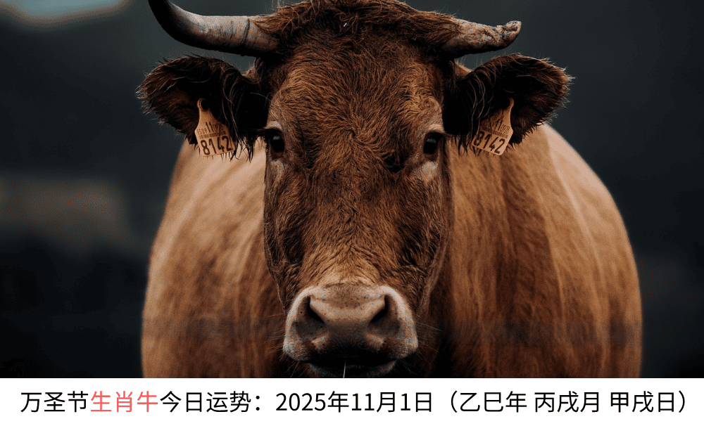 生肖牛万圣节今日运势：2025年11月1日（乙巳年丙戌月甲戌日）