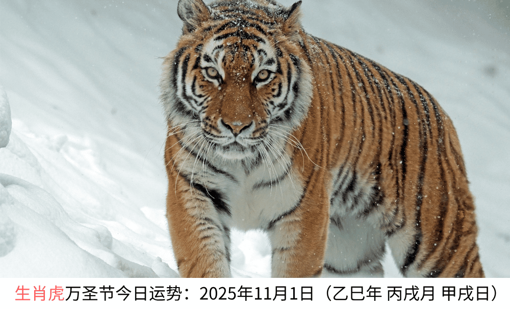 生肖虎万圣节今日运势：2025年11月1日（乙巳年丙戌月甲戌日）