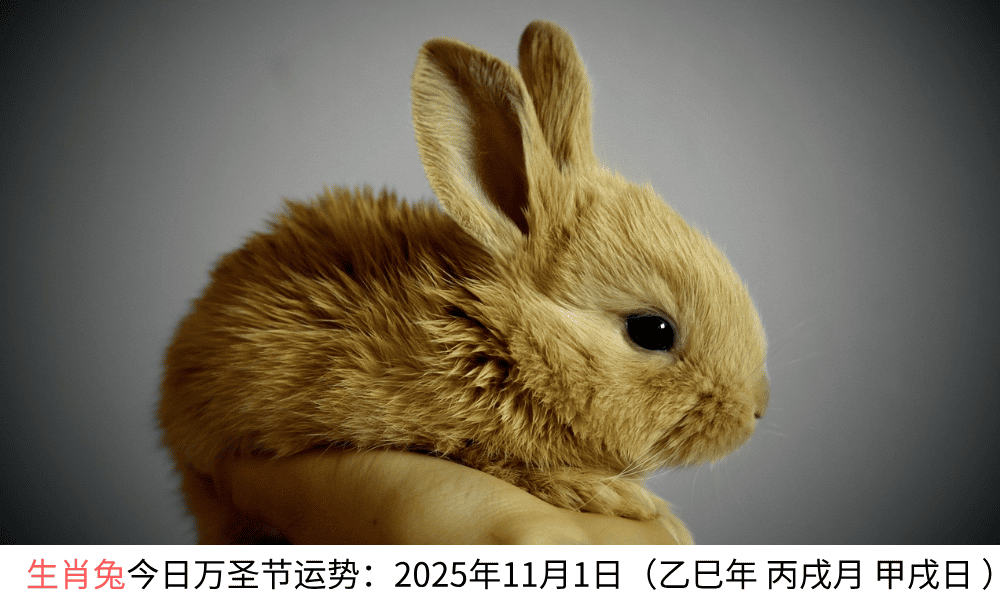生肖兔今日万圣节运势：2025年11月1日（乙巳年丙戌月甲戌日）