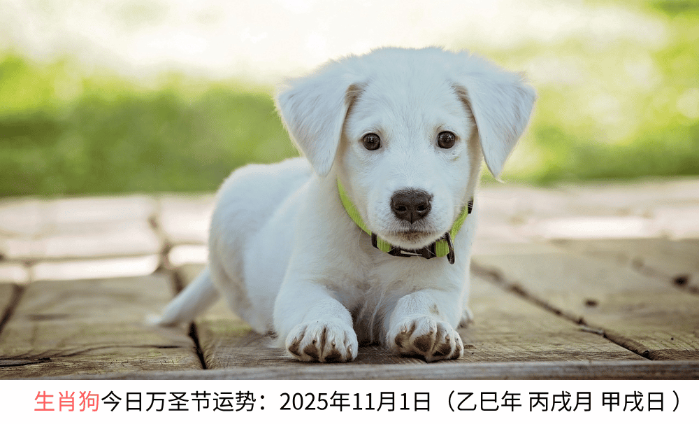 生肖狗今日万圣节运势:2025年11月1日(乙巳年丙戌月甲戌日)