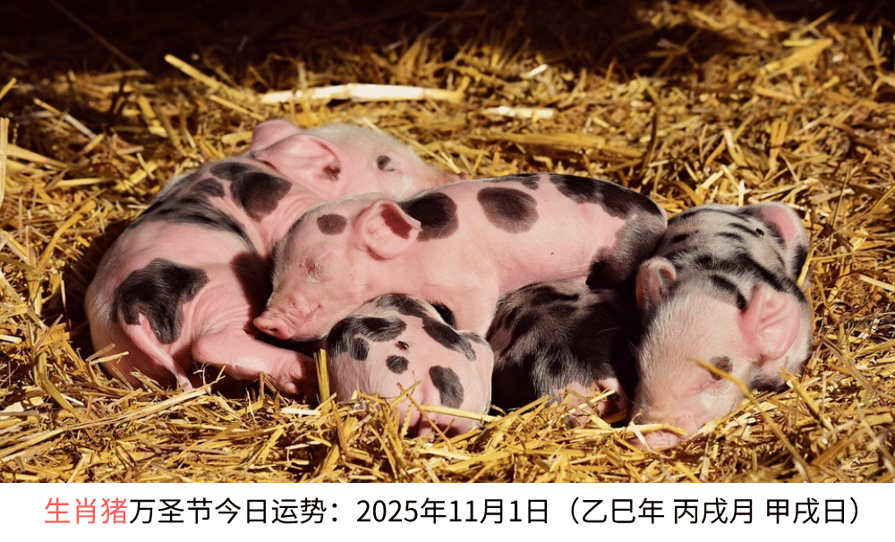 生肖猪万圣节今日运势:2025年11月1日(乙巳年丙戌月甲戌日)
