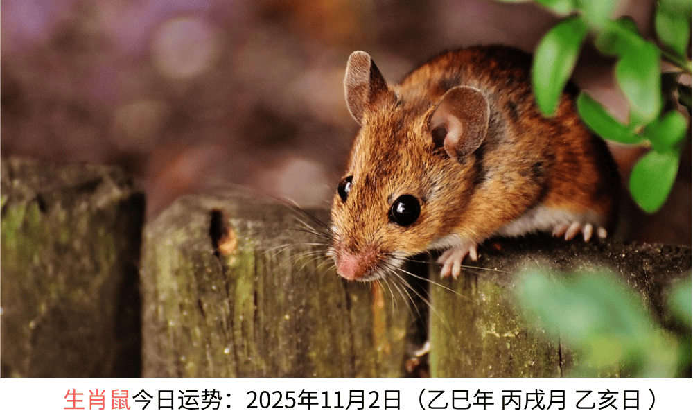 生肖鼠今日运势:2025年11月2日(乙巳年丙戌月乙亥日)