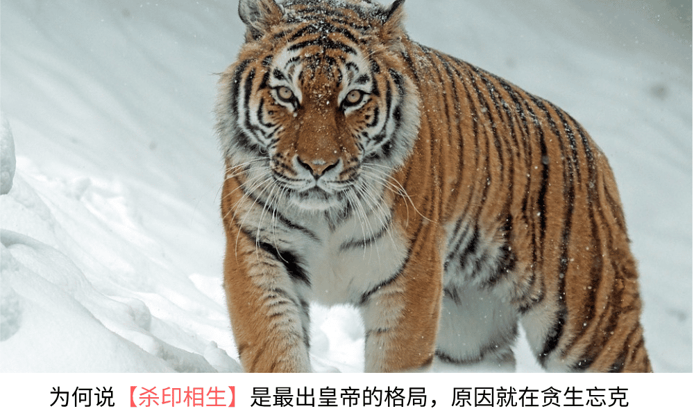 为何说【杀印相生】是最出皇帝的格局，原因就在贪生忘克