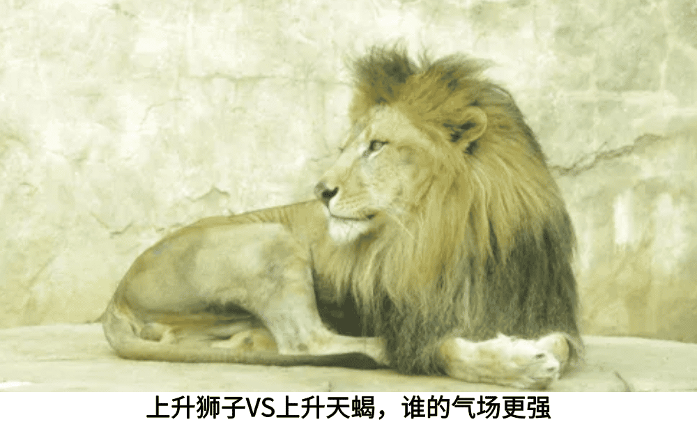 上升狮子VS上升天蝎，谁的气场更强