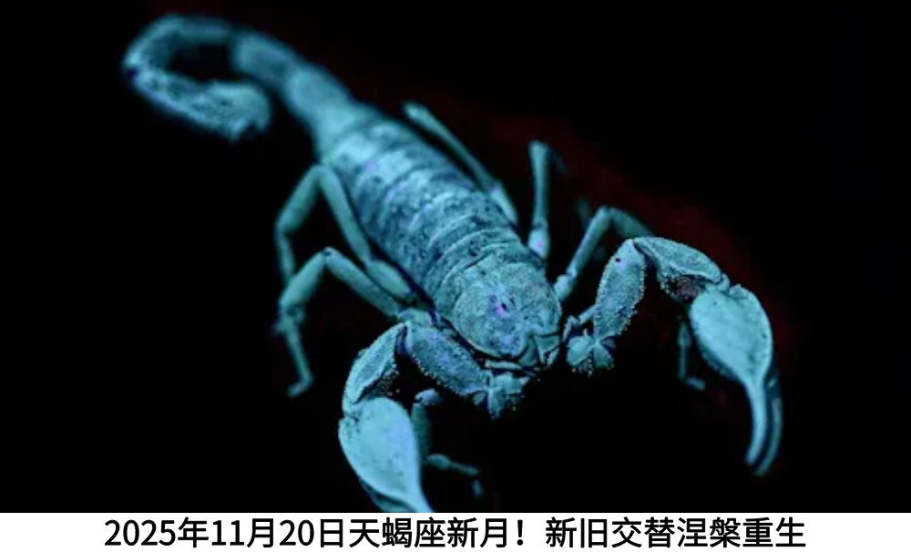 2025年11月20日天蝎座新月!新旧交替涅槃重生