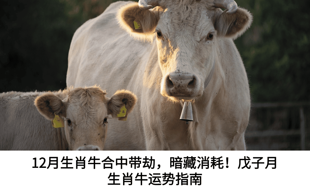 12月生肖牛
