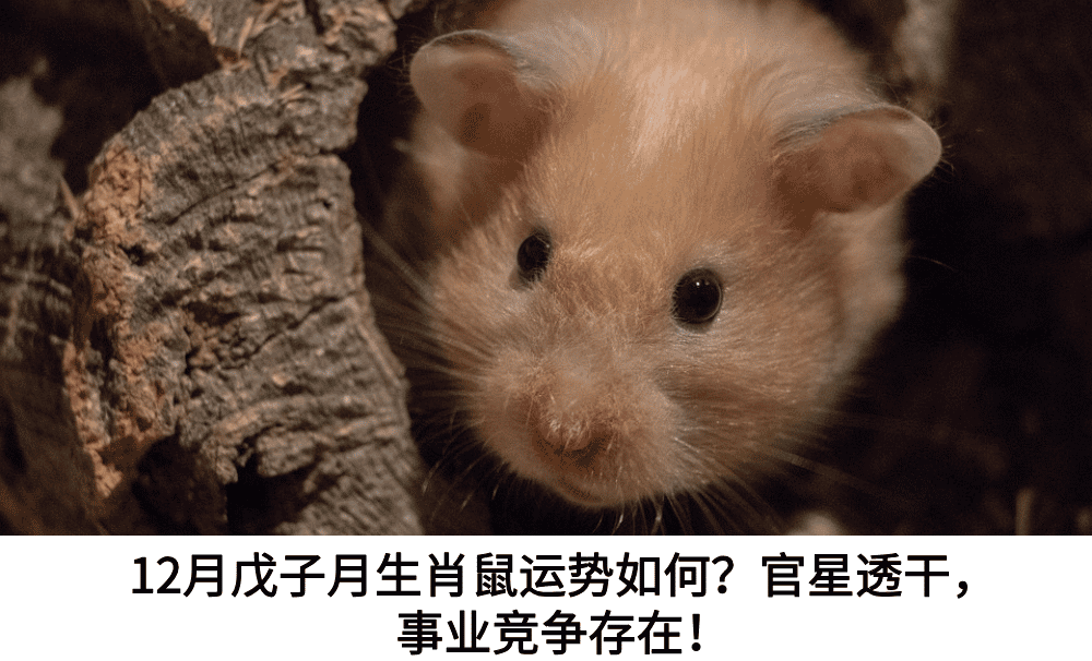 12月戊子月生肖鼠