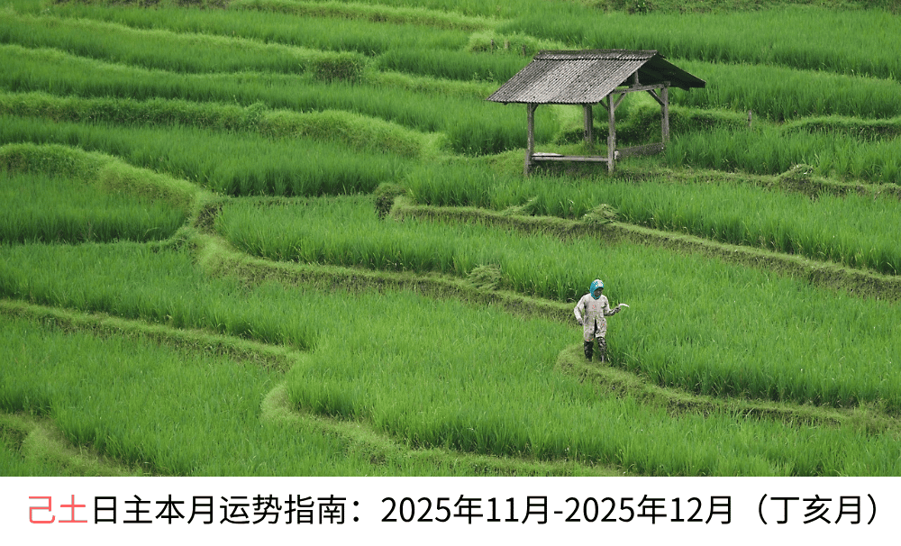己土日主本月运势指南：2025年11月-2025年12月（丁亥月）
