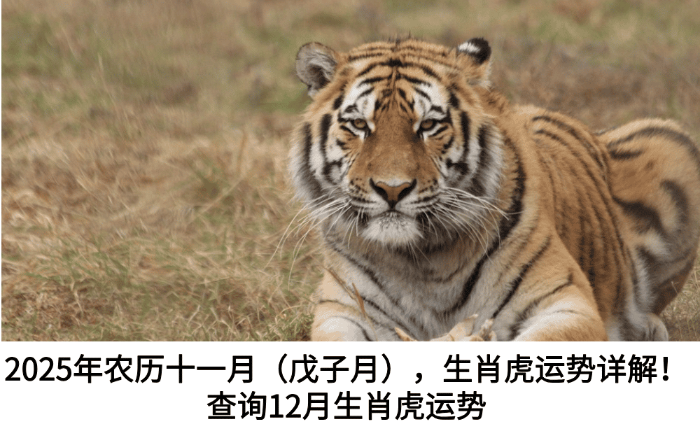 2025年农历十一月(戊子月),生肖虎运势