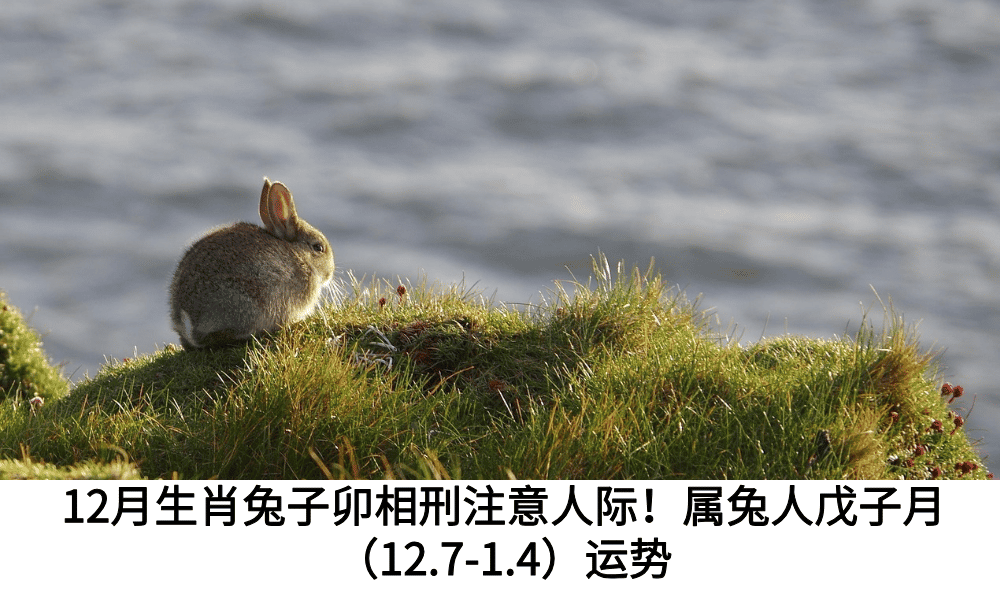 12月生肖兔
