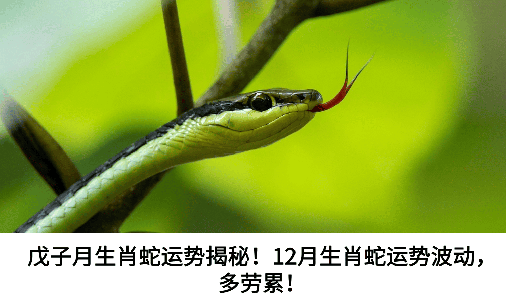 戊子月生肖蛇运势揭秘！12月生肖蛇运势波动，多劳累！