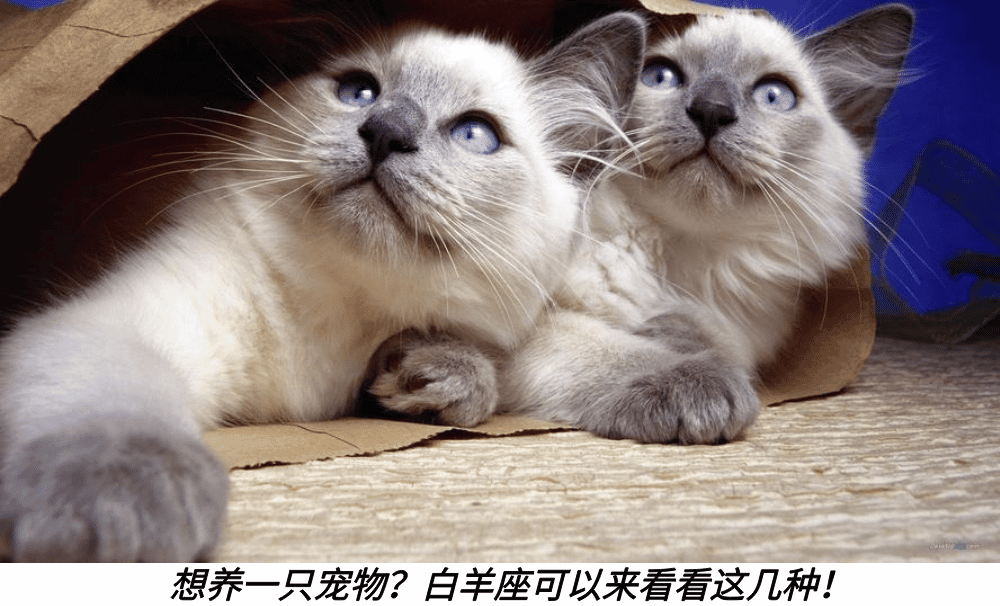 想养一只宠物？白羊座可以来看看这几种！