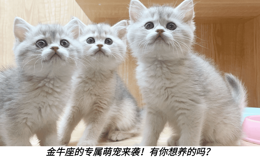 金牛座的专属萌宠来袭！有你想养的吗？