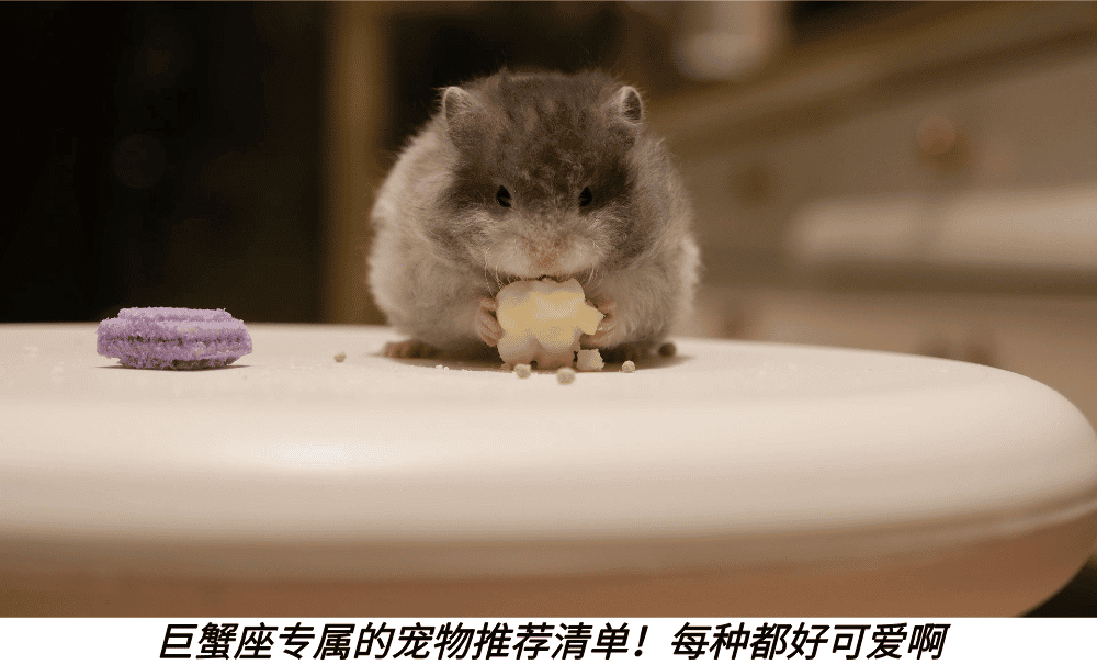 巨蟹座专属的宠物推荐清单！每种都好可爱啊