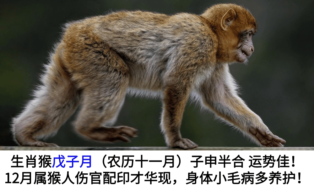 生肖猴戊子月（农历十一月）子申半合运势佳！12月属猴人伤官配印才华现，身体小毛病多养护！