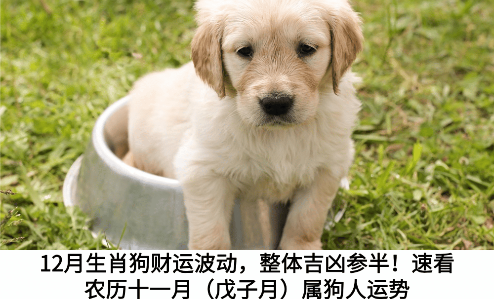 12月生肖狗
