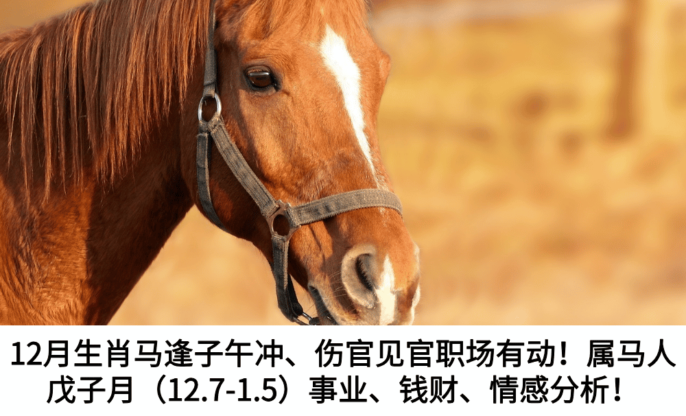 12月生肖马逢子午冲、伤官见官职场有动