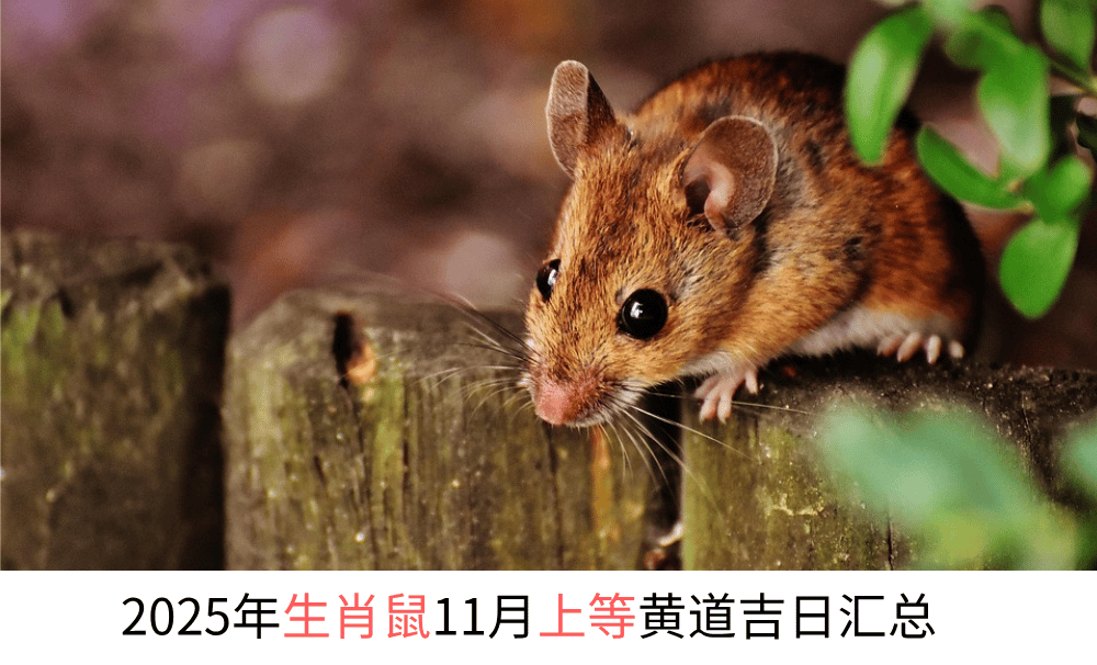 2025年生肖鼠11月上等黄道吉日汇总