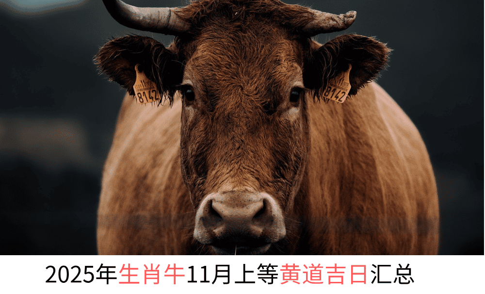 2025年生肖牛11月上等黄道吉日汇总