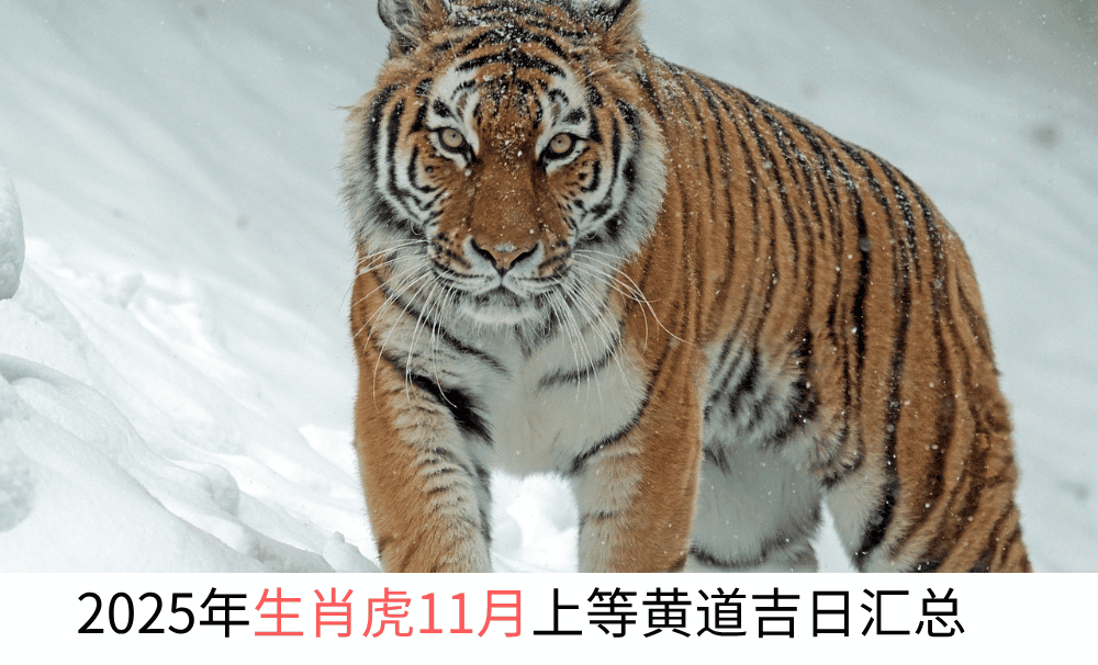 2025年生肖虎11月上等黄道吉日汇总