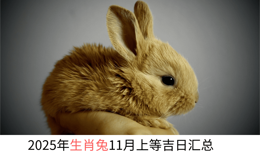 2025年生肖兔11月上等吉日汇总