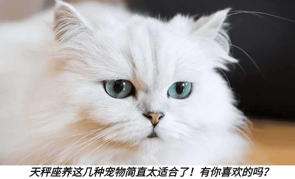 天秤座养这几种宠物简直太适合了！有你喜欢的吗？