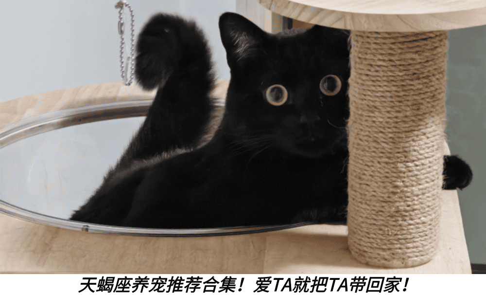 天蝎座养宠推荐合集！爱TA就把TA带回家！