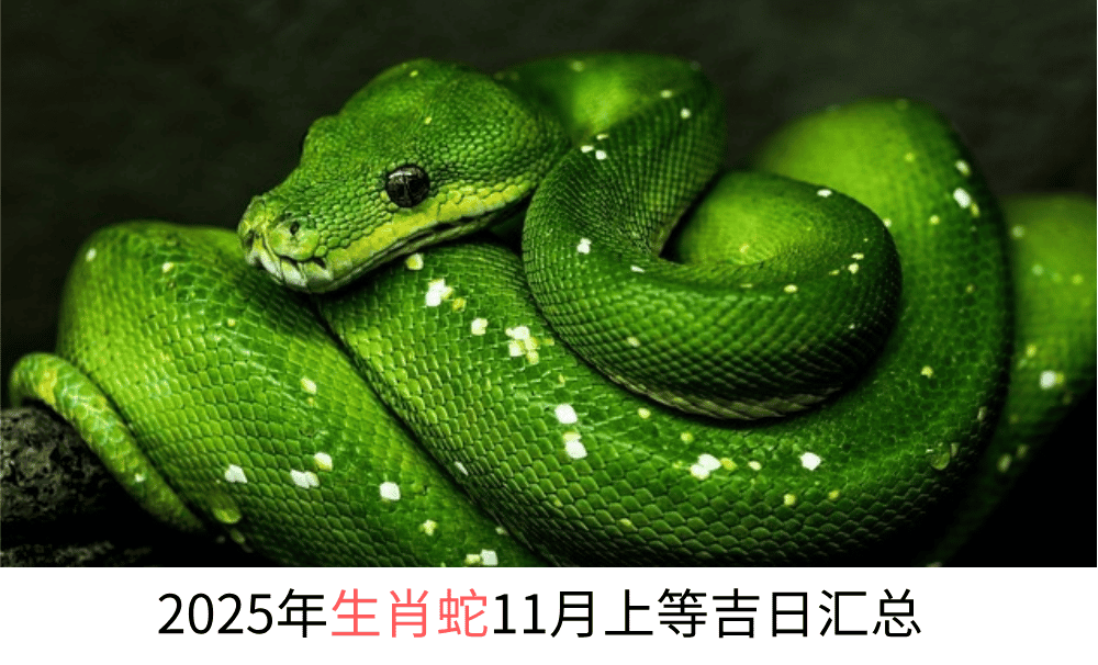 2025年生肖蛇11月上等吉日汇总