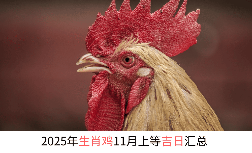 2025年生肖鸡11月上等吉日汇总